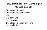 Regulation of Glycogen Metabolism Protein Kinases Protein Phosphatases cAMP G proteins Calcitonin Insulin, glucagon, and epinephrine.