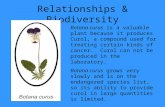 Relationships & Biodiversity Botana curus is a valuable plant because it produces Curol, a compound used for treating certain kinds of cancer. Curol can.