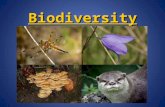 Biodiversity. Bio = Life Bio = Life Diverse = consisting of different things Diverse = consisting of different things Refers to the variety of species.