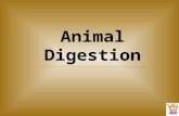 Animal Digestion. Objectives Identify the various types of digestive systems found in animals. Identify the major parts of the digestive system and describe.