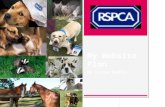 My Website Pages Chart Competition Page Facts about their animals, and how they look after them, extra. Donations RSPCA – MY WEBSITE Get involved and.