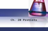 Ch. 20 Protists. Ch. 20 Outline 20-1: The Kingdom Protista What is a Protist Classification of Protists 20-2: Animal-like Protists: Protozoans Zooflagellates.
