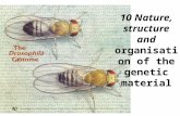 10 Nature, structure and organisation of the genetic material.