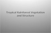 Tropical Rainforest Vegetation and Structure. Layers of the Forest The rainforest is composed of 5 different layers with various plants that have adapted.