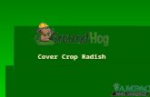 Cover Crop Radish. Why ? Nitrogen mining & Nutrient scavenging Weed suppression Improved row crop yields Ground aeration & Alleviate soil compaction Promotes.