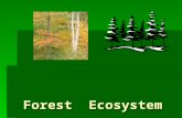 Forest Ecosystem Forest Ecosystem. Forests  Forests are large areas of dense trees. Coniferous forests are mostly evergreen trees and deciduous forests.