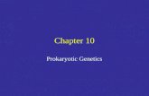 Chapter 10 Prokaryotic Genetics. Plasmids Plasmids: genetic elements that replicate independently of the host chromosome –Small circular or linear DNA.