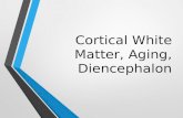 Cortical White Matter, Aging, Diencephalon. Objectives Identify all of the subcortical fasciculi and tracts Define projection, commissural, and association.
