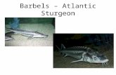 Barbels – Atlantic Sturgeon. Marine Fishes – Sensory System (cont.) Finally, many fish have a lateral line that allows them to sense vibrations in the.