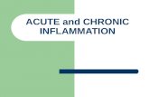 ACUTE and CHRONIC INFLAMMATION. Vascular congestion.