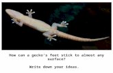 How can a gecko’s feet stick to almost any surface? Write down your ideas.