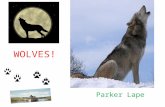 WOLVES! Parker Lape. Animal Defenses Wolves use their claws,whiskers, sharp teeth and they growl. Their enemies are lions and cobras. People also use.