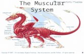 The Muscular System. Muscle tissue found everywhere in the body.
