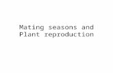 Mating seasons and Plant reproduction. When does mating occur? Usually mating occurs just prior to fertilisation – sperm does not survive for long Females.
