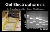 Gel Electrophoresis By: Brian Barnes, Gary Pope, Eliza Morgan.
