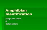 Amphibian Identification Frogs and Toads &Salamanders.