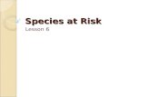 Species at Risk Lesson 6. Species whose population decline below a certain level are considered to be at risk. In Canada there are more than 250 species.