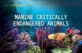 MARINE CRITICALLY ENDANGERED ANIMALS. Our eco-system is comprised of interdependent animals and plants which constitute a complex web of life, where the.