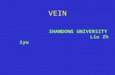 VEIN SHANDONG UNIVERSITY Liu Zhiyu 1 、 Capilaris 2 ． Have a thinner wall and a larger diameter than their corresponding arteries 4. Form venous plexus.