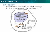 8.5 Translation KEY CONCEPT Translation converts an mRNA message into a polypeptide, or protein.