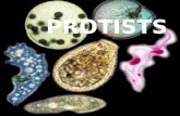 Eukaryotes, not members of the kingdoms Plantae, Animalia, or Fungi  Most unicellular but not all  Protista= very first.