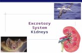 AP Biology 2008-2009 Excretory System Kidneys Regents Biology  Animal cells move material across the cell membrane by _____________  ____________________.