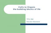 Cells to Organs the building blocks of life TPJ 3M Nicole Klement.