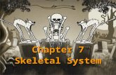 Chapter 7 Skeletal System. Functions of Skeletal System: 1. Support 2. Protection 3. 4. Stores inorganic materials Functions of Skeletal System: 1. Support.