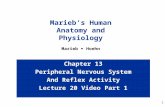 1 Chapter 13 Peripheral Nervous System And Reflex Activity Lecture 20 Video Part 1 Marieb’s Human Anatomy and Physiology Marieb  Hoehn.