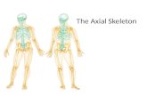 The Axial Skeleton. THE SKELETAL SYSTEM The Axial Skeleton The skeleton consists of – Bones (206) – Cartilages – Joints – also called articulations, are.