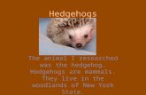 Hedgehogs The animal I researched was the hedgehog. Hedgehogs are mammals. They live in the woodlands of New York State.