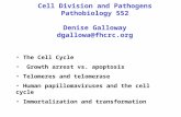 Cell Division and Pathogens Pathobiology 552 Denise Galloway dgallowa@fhcrc.org The Cell Cycle Growth arrest vs. apoptosis Telomeres and telomerase Human.