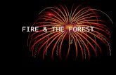 FIRE & THE FOREST. TERMS Wildfire-the uncontrolled burning of fire Incendiary-the unlawful & intentional setting of fire Debris burning-burning of trash.
