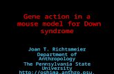 Gene action in a mouse model for Down syndrome Joan T. Richtsmeier Department of Anthropology The Pennsylvania State University .