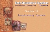 © 2009 Delmar, Cengage Learning Chapter 17 Respiratory System.