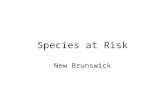 Species at Risk New Brunswick. Canada Lynx Description & Biology Medium size Grey-brown fur Inclined posture Long pointed tuffs on ears Entirely dark-tipped.