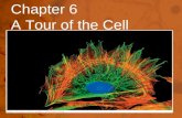 Chapter 6 A Tour of the Cell. Size of a Nanometer demo http://learn.genetics.utah.edu/content/c ells/scale/http://learn.genetics.utah.edu/content/c.