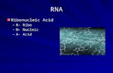 RNA Ribonucleic Acid –R- Ribo –N- Nucleic –A- Acid.