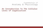 Fundamentals of Anatomy & Physiology An Introduction To The Cellular Level of organization.