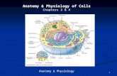 1 Anatomy & Physiology of Cells Chapters 3 & 4 Anatomy & Physiology.