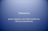 Neisseria gram-negative cocci that inhabit the mucous membranes.