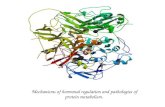 Mechanisms of hormonal regulation and pathologies of protein metabolism.