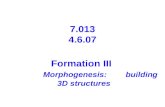 Formation III Morphogenesis: building 3D structures 7.013 4.6.07.