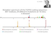 H.J. Muller. T. Dobzhansky Mutation Rates at Human STR Loci, Measured in Paternity Tests STR SystemMaternal Meioses (%)Paternal Meioses (%) TH015/42100.