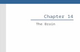 Chapter 14 The Brain. Cerebrum Divided into 2 hemispheres Corpus Callosum joins the 2 hemispheres Cortex- highly folded gray matter, deep grooves in the.