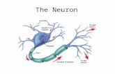 The Neuron. Some neurons contain the following additional parts: Schwann cells- a special kind of glial cell that produces a myelin sheath myelin sheath-white.
