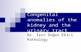 Congenital anomalies of the kidney and the urinary tract Dr. Işın Doğan Ekici Pathology.