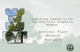 Submitting Samples to the National Plant Diagnostic Network Sentinel Plant Network Module 3.