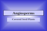 Angiosperms Covered Seed Plants. Comparison of Monocots and Dicots Go to color plate.
