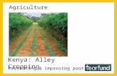 Agriculture Kenya: Alley Cropping Protecting & improving poor soils.